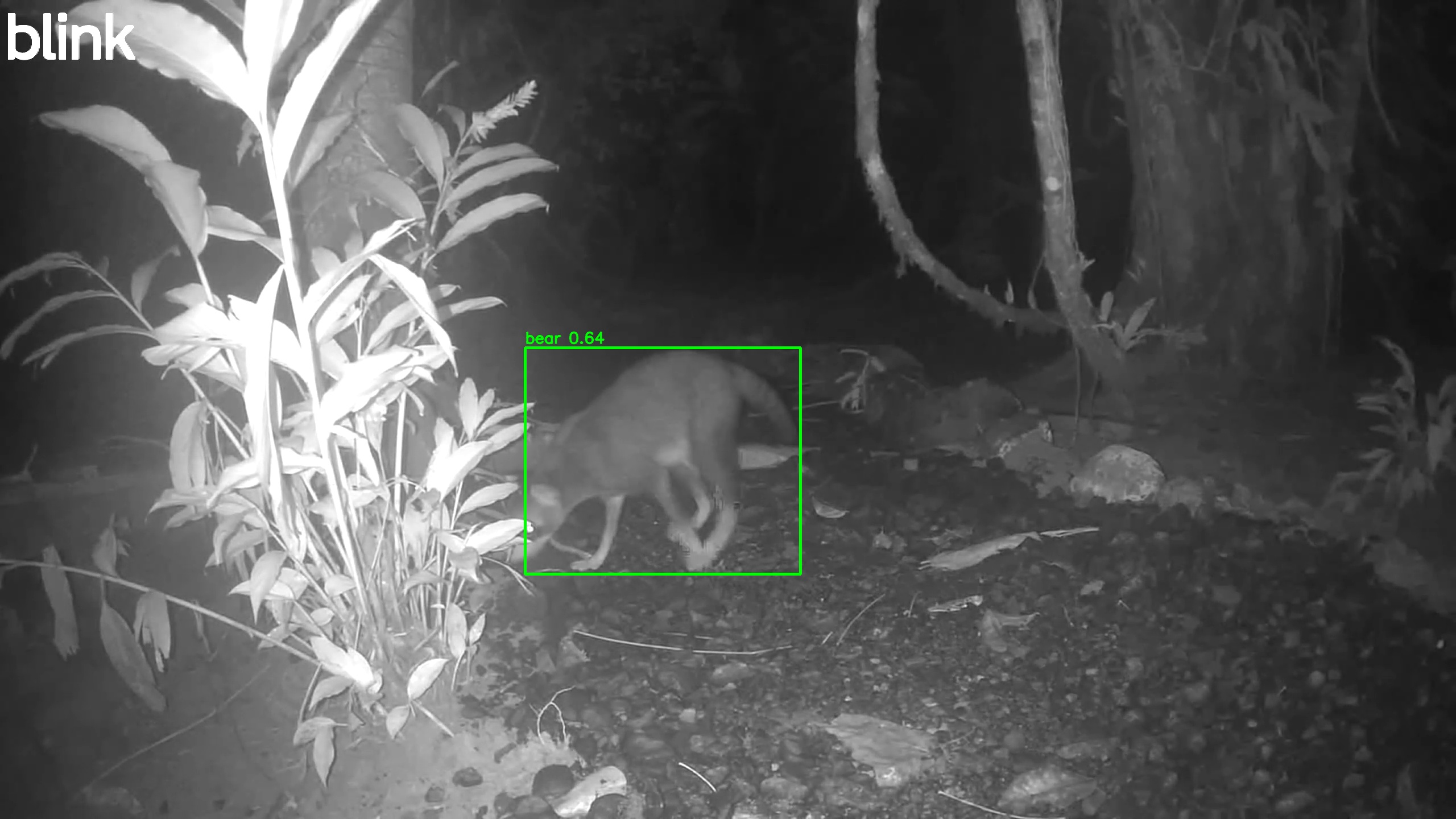 Crab-eating raccoon