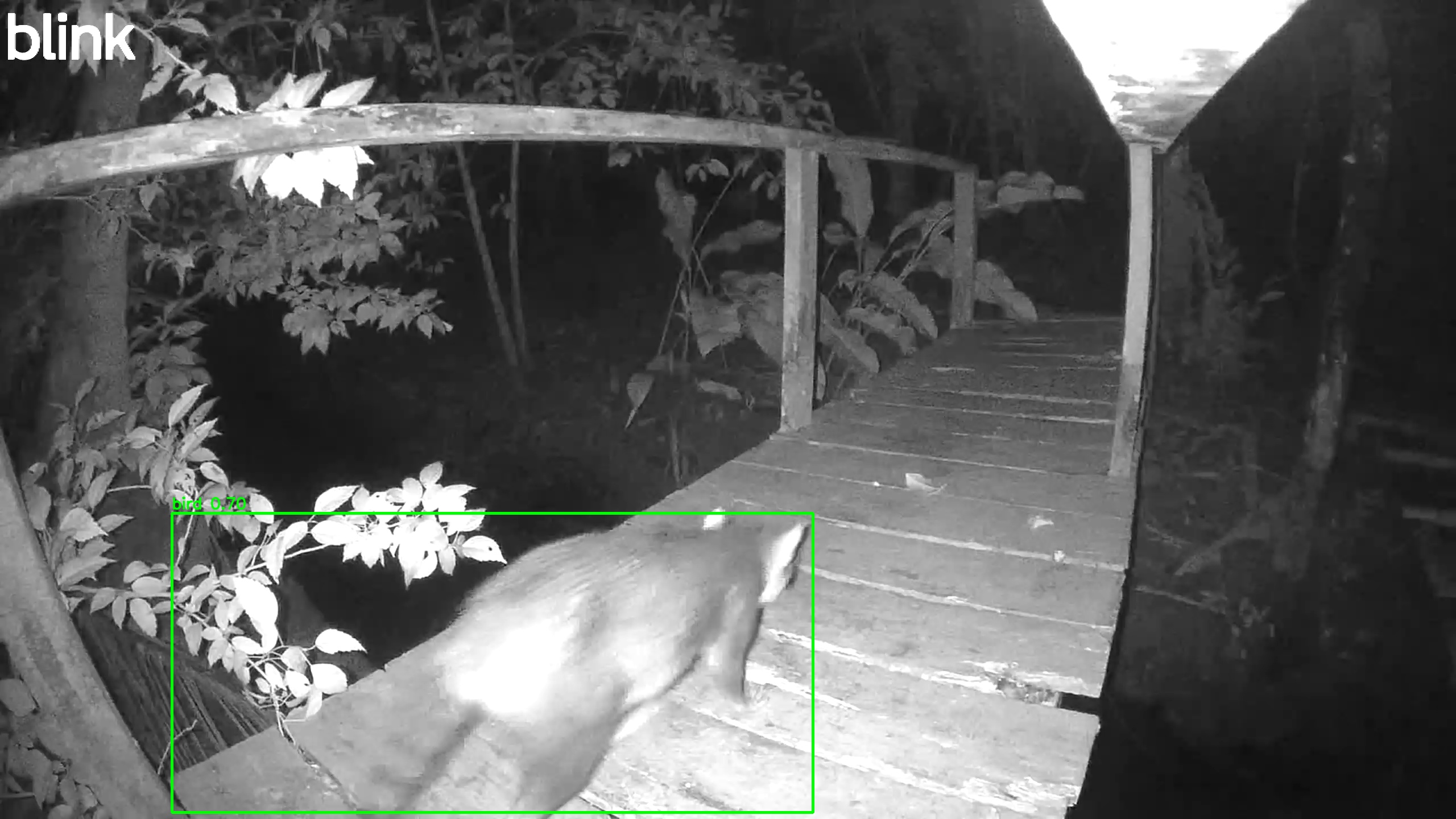 Crab-eating raccoon