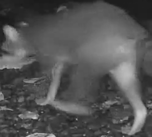 Raccoon