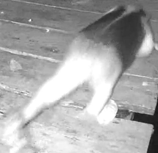 Northern tamandua