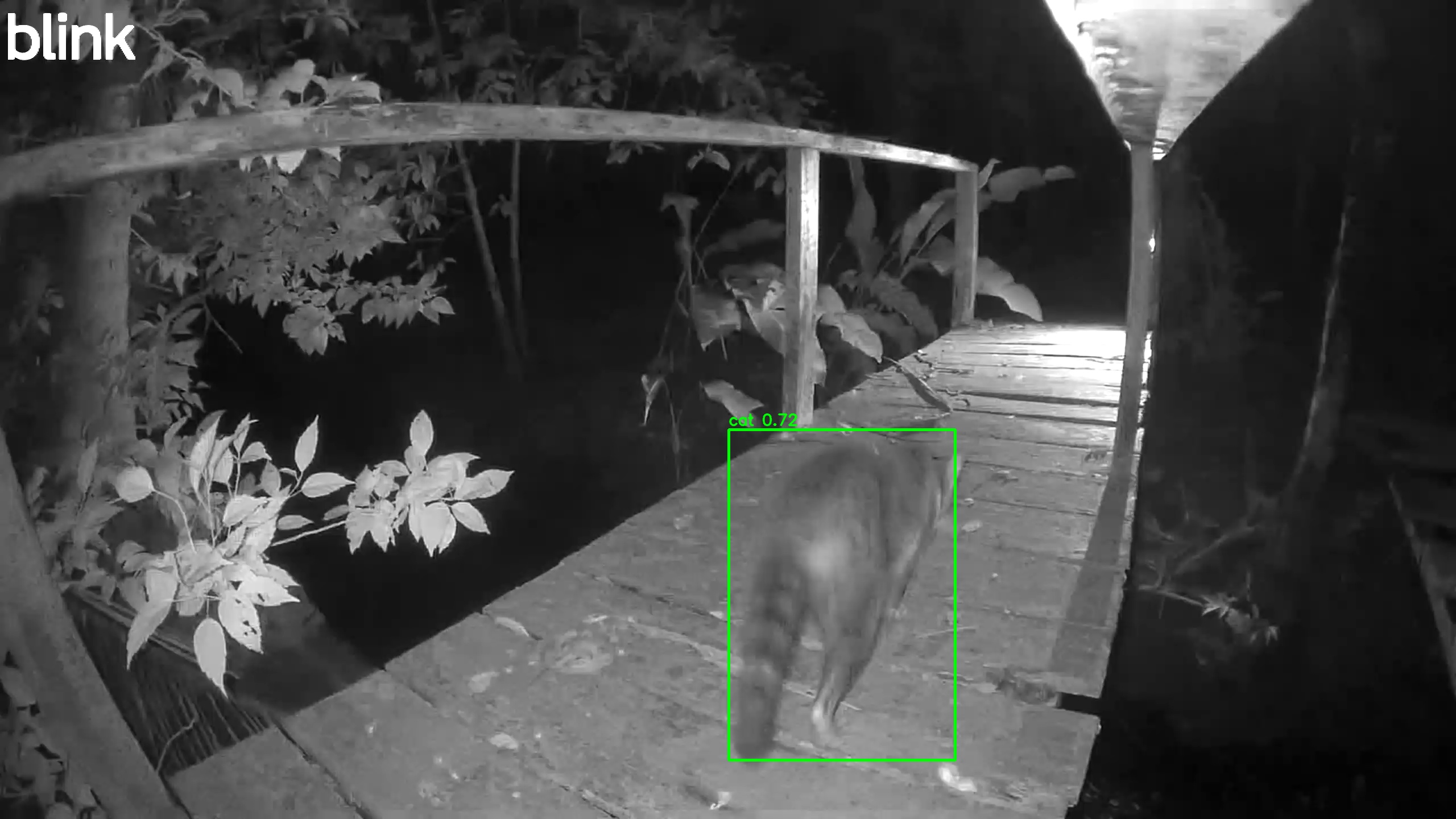Crab-eating raccoon