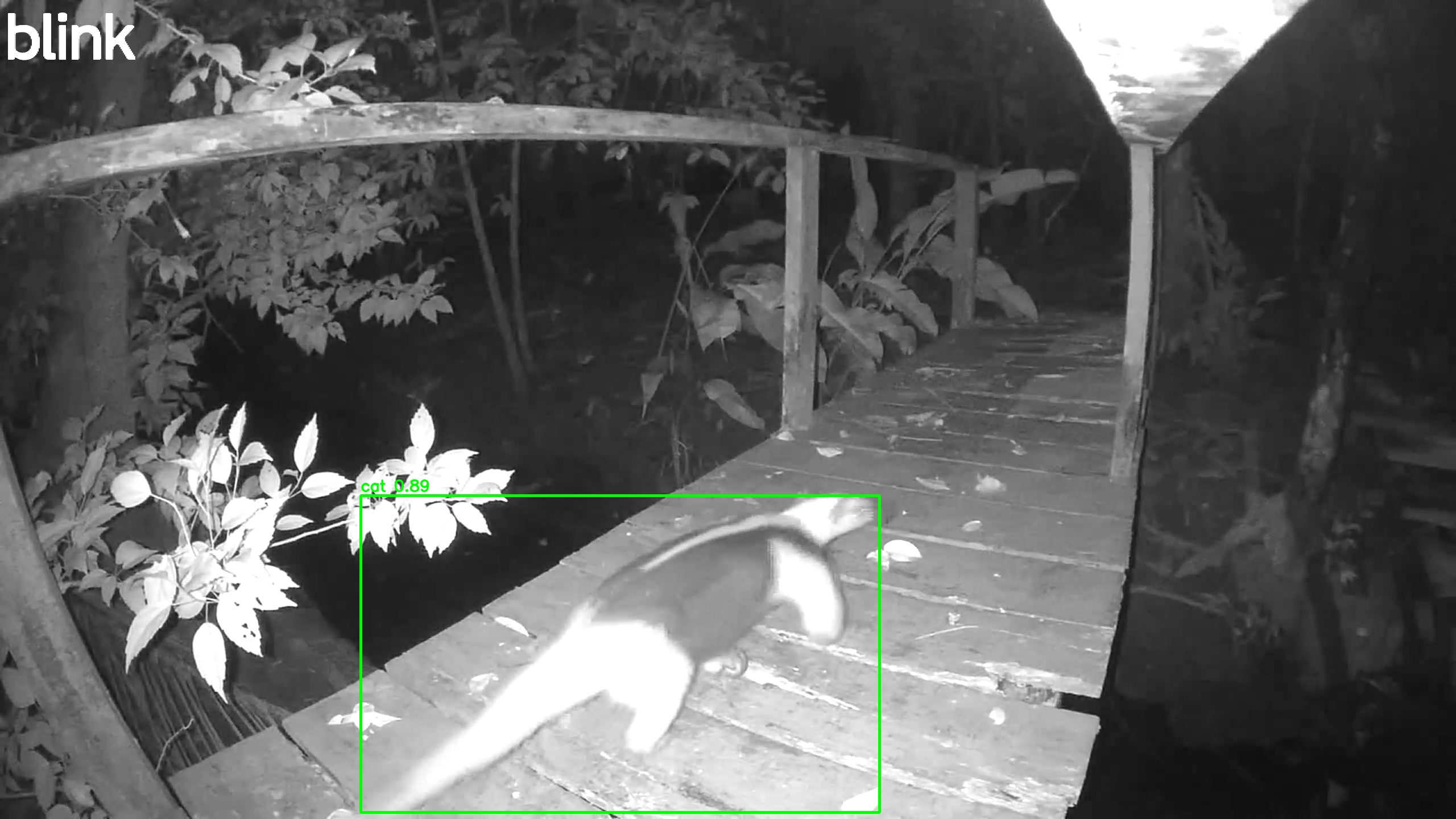 Southern tamandua
