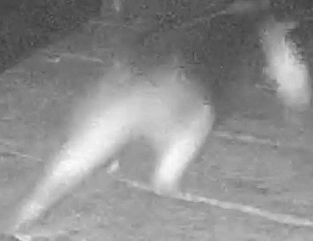 Northern tamandua