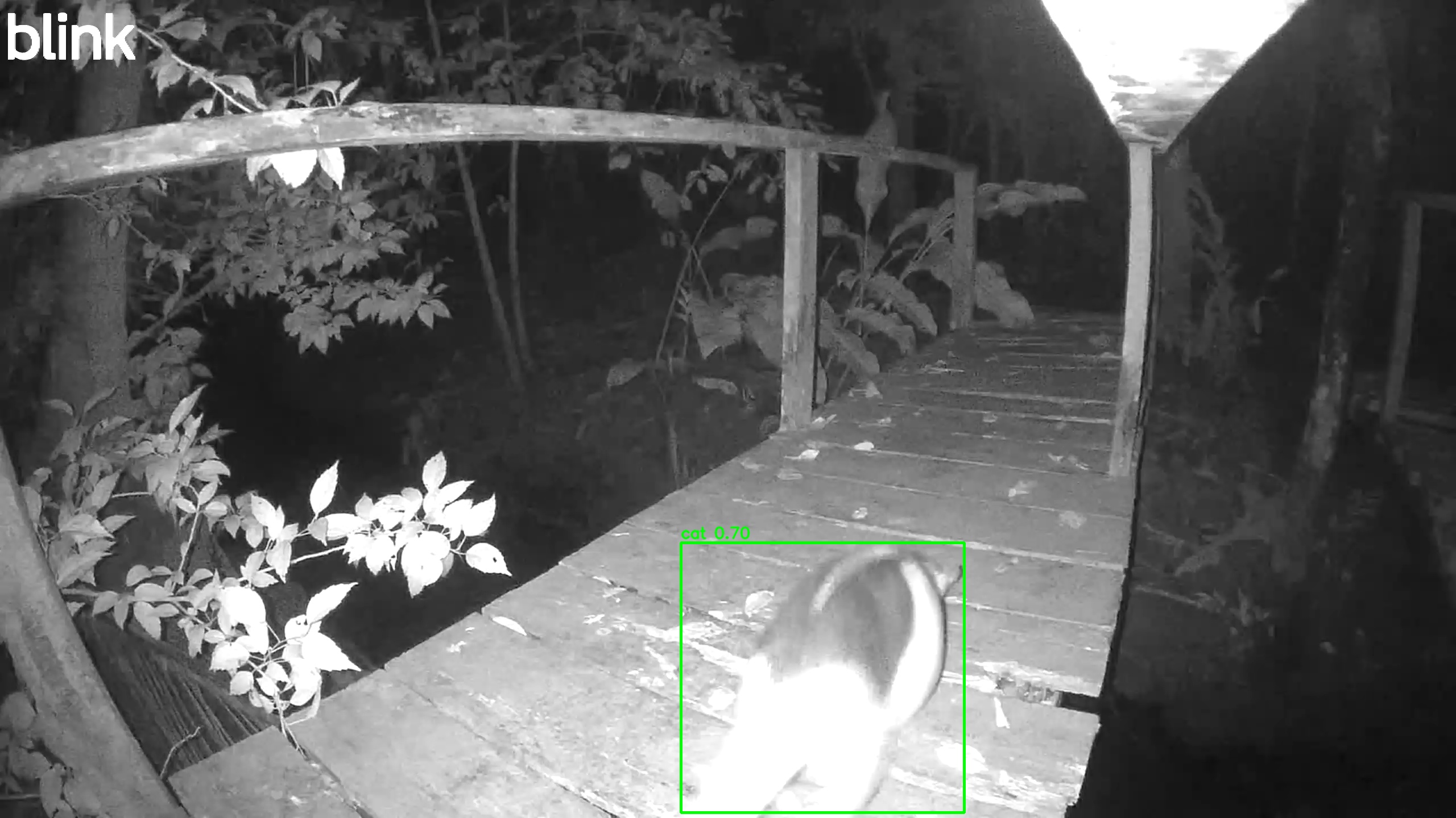 Southern Tamandua