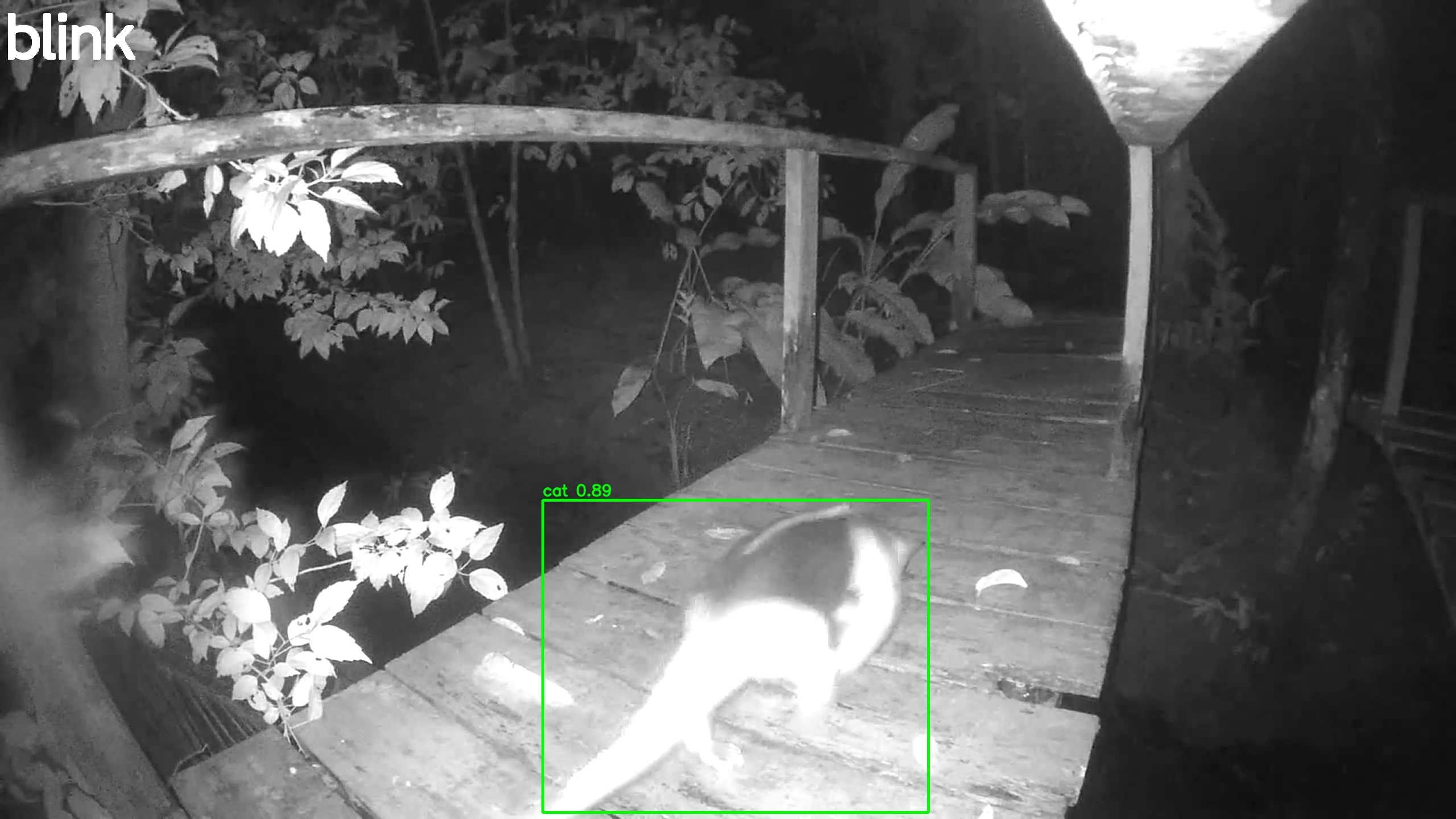 Southern tamandua