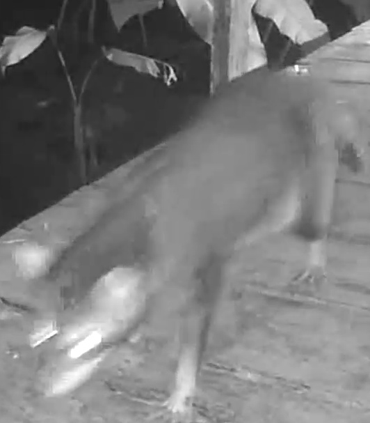 Common Raccoon
