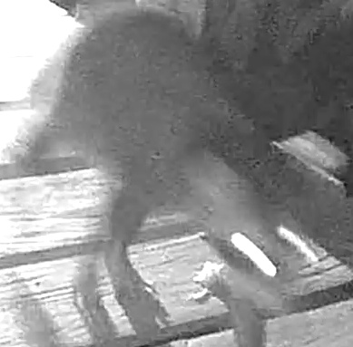 Common Raccoon
