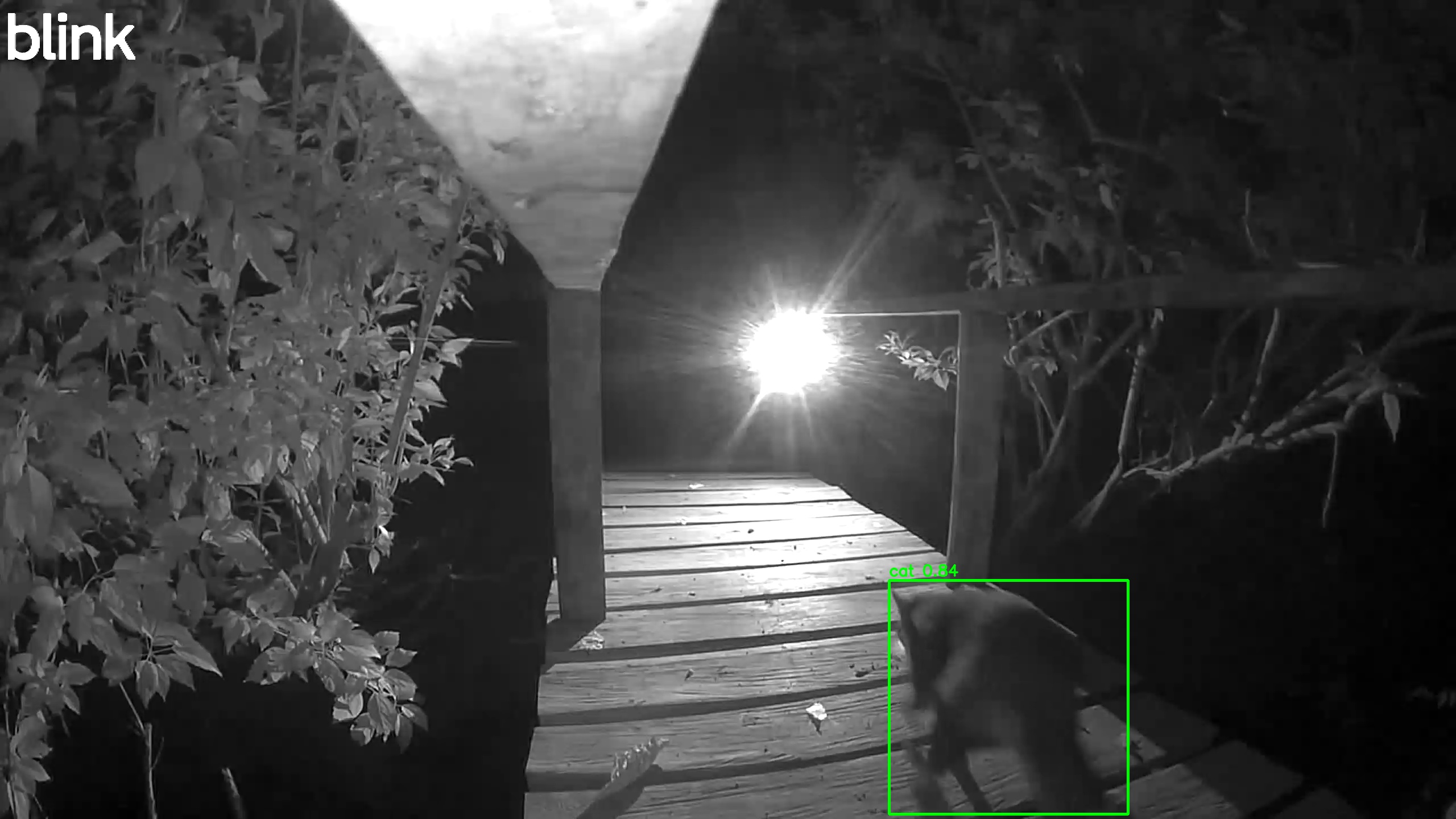 Northern Raccoon