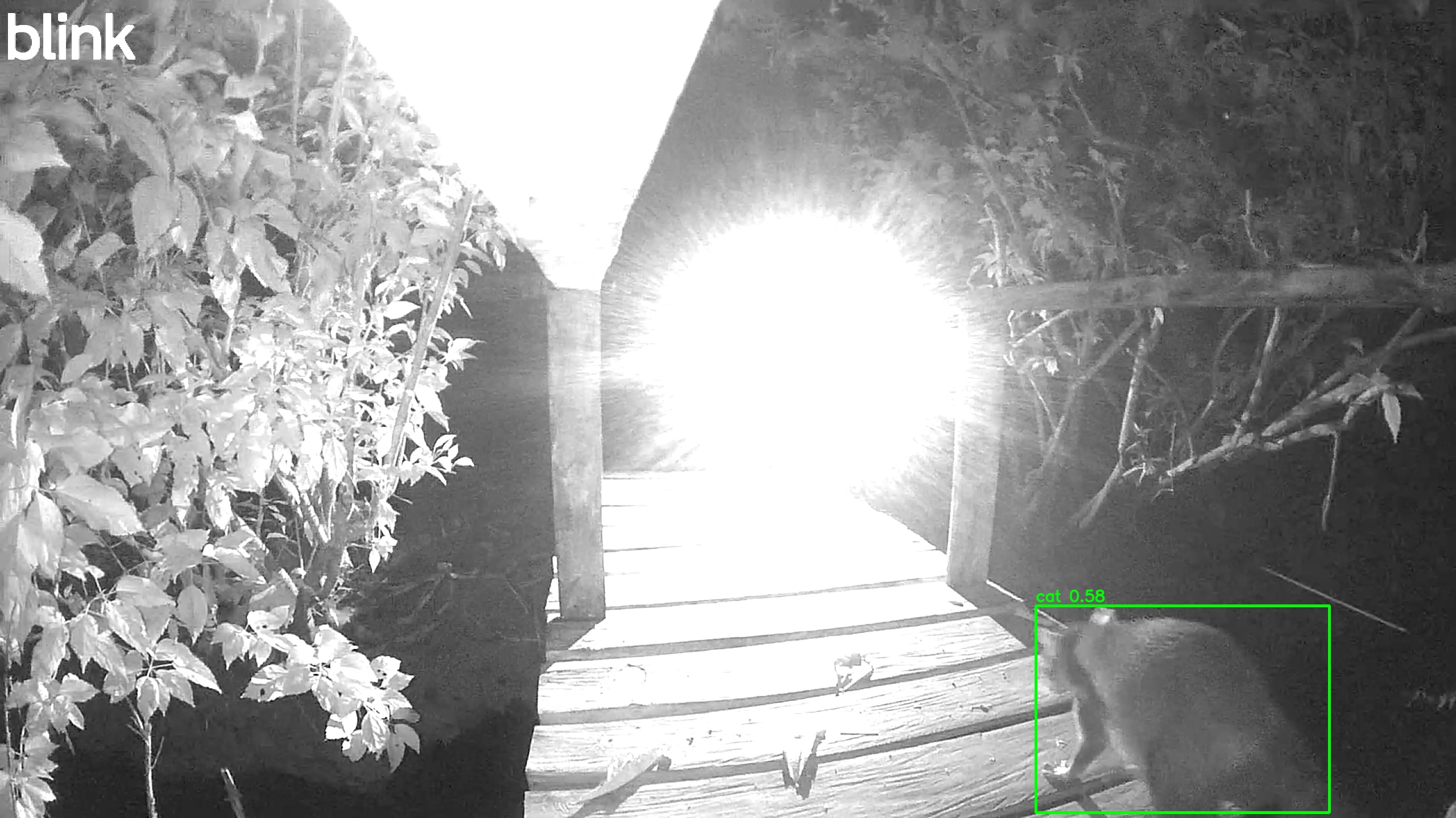 Northern Raccoon