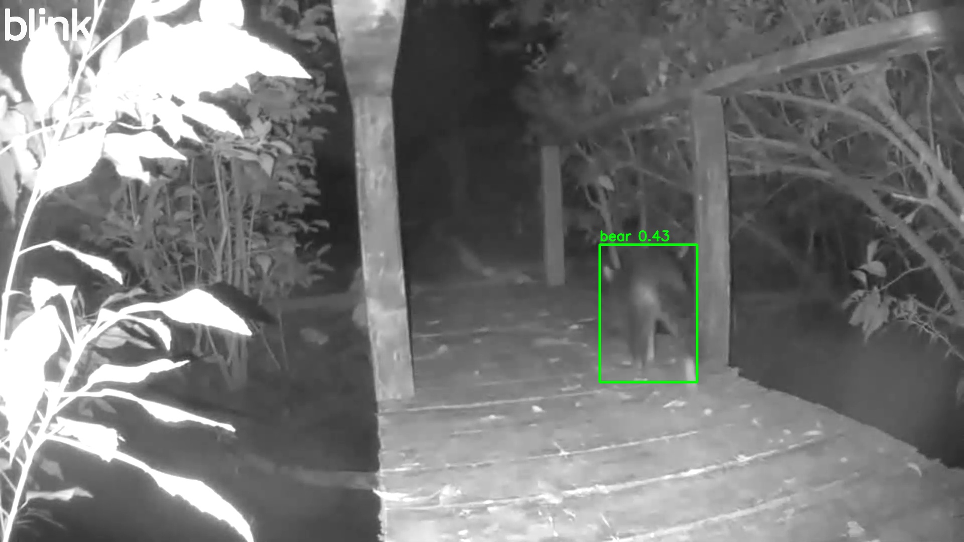 Raccoon