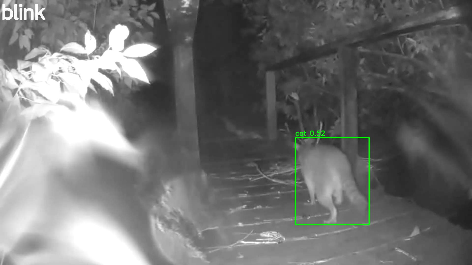 Raccoon