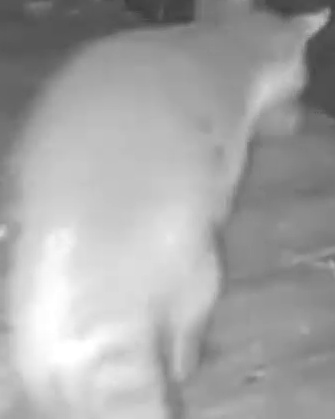 Common Raccoon