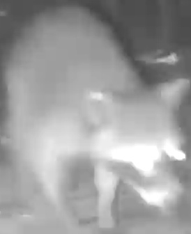 Raccoon