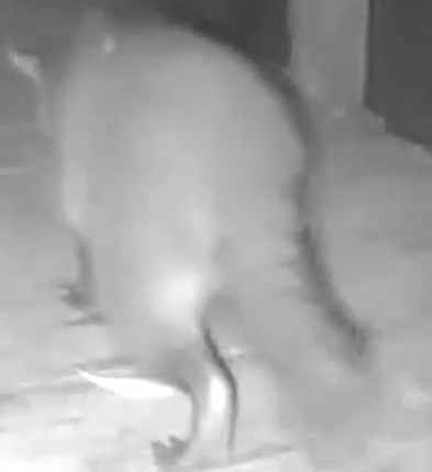 Crab-eating raccoon