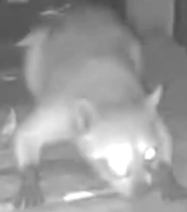 Crab-eating raccoon
