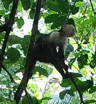 White-headed Capuchin