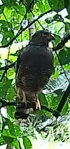 Roadside Hawk