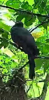 Slaty-tailed Trogon