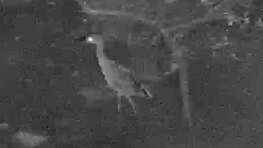 Black-crowned Night Heron