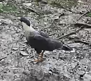 Crested caracara