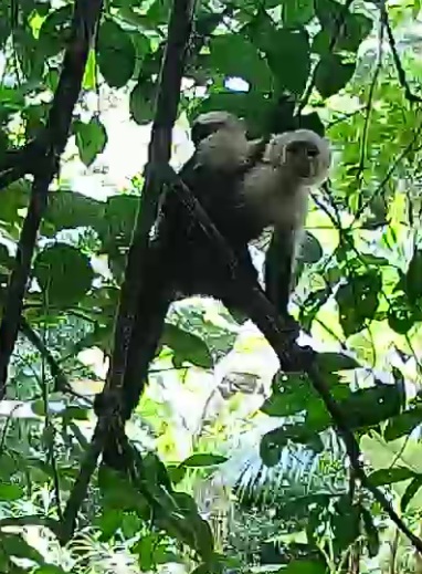 White-headed Capuchin
