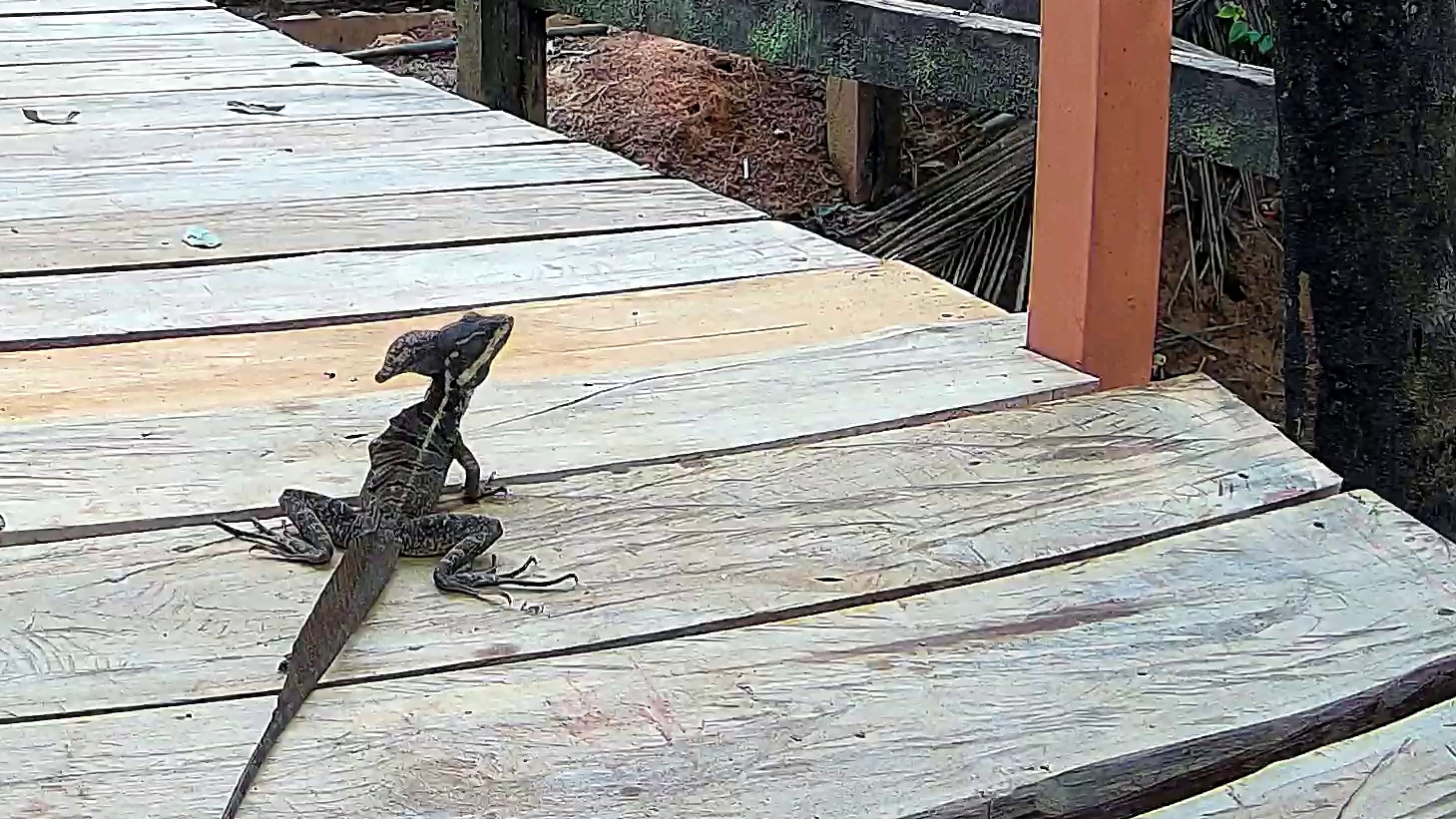 Brown basilisk