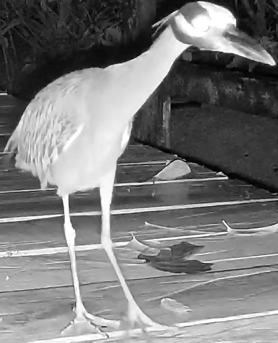Yellow-crowned Night-Heron