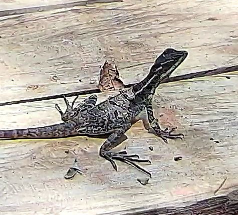 Common basilisk