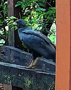 Barred Hawk