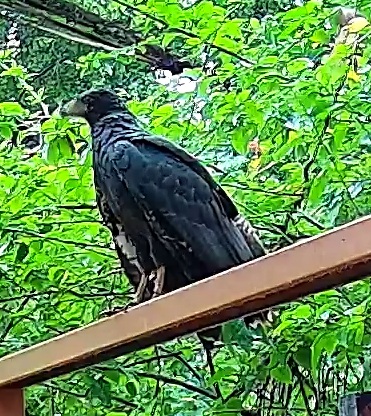 Common Black Hawk