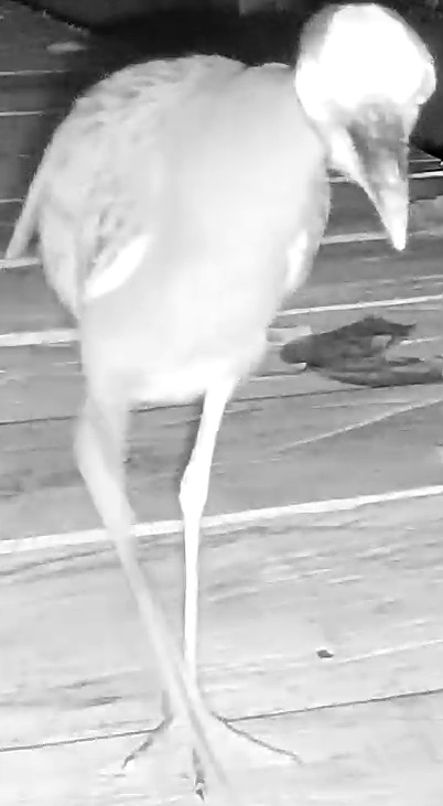 Yellow-crowned Night Heron