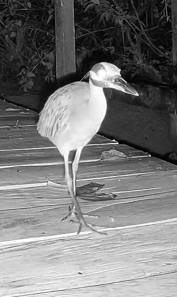 Yellow-crowned Night-Heron