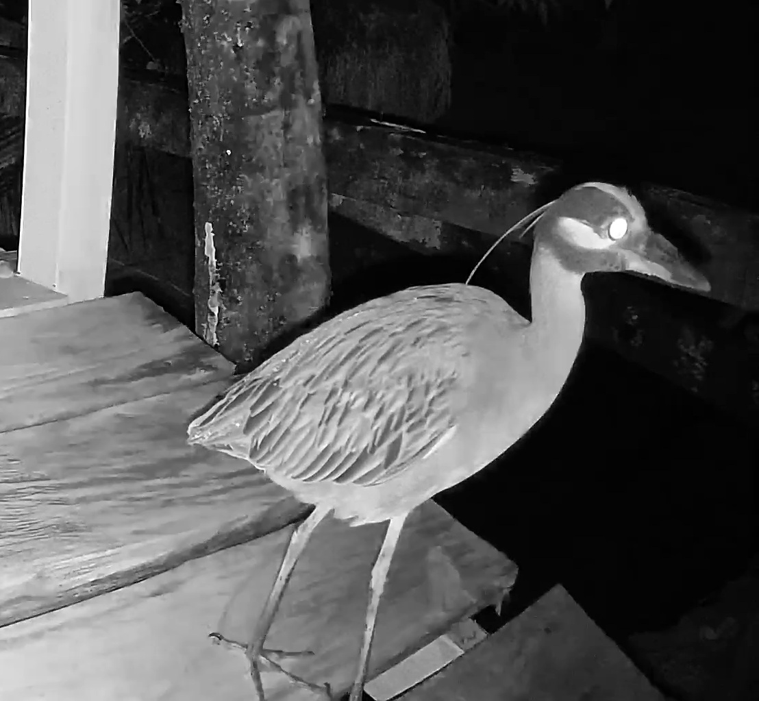 Yellow-crowned Night-Heron