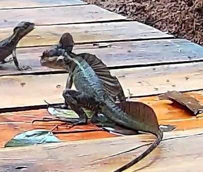 Plumed basilisk