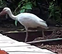 American White Ibis