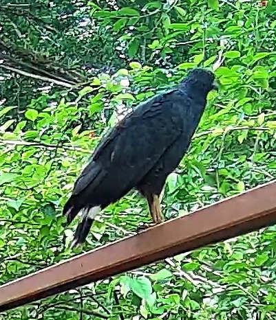 Common Black Hawk
