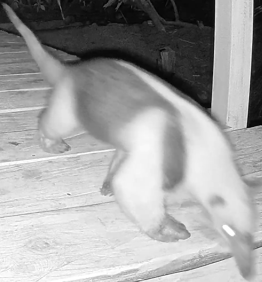 Northern tamandua