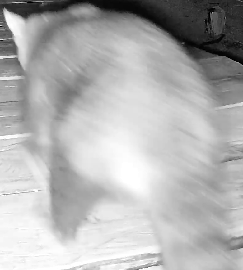 Common Raccoon