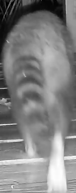 Crab-eating raccoon
