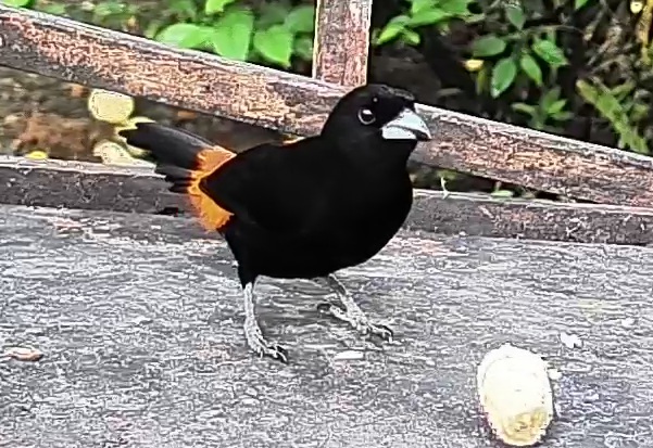 Flame-rumped Tanager