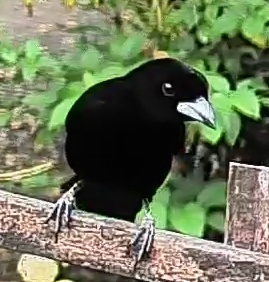Flame-rumped Tanager