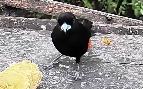 Flame-rumped Tanager