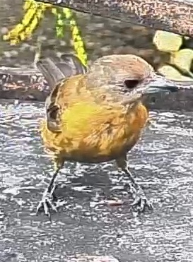 Passerini's tanager