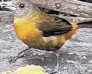 Passerini's tanager