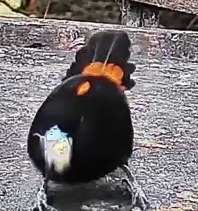 Flame-rumped Tanager