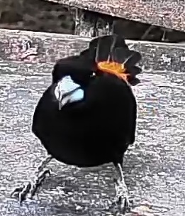 Flame-rumped Tanager