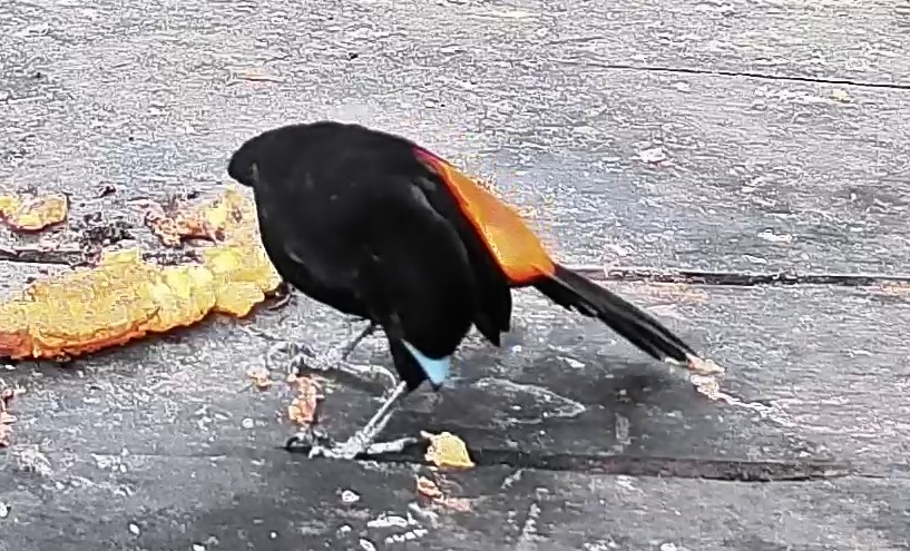 Passerini's tanager