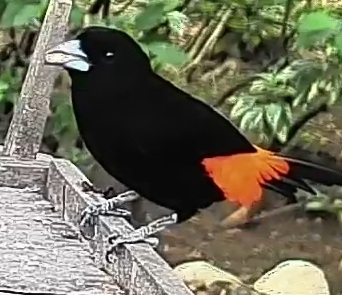 Flame-rumped Tanager