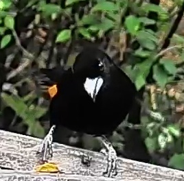 Tawny-shouldered Blackbird