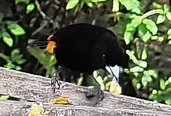 Flame-rumped Tanager